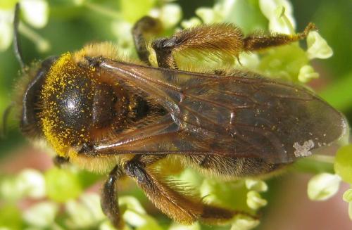 Réf. 179 646 : Andrena sp.